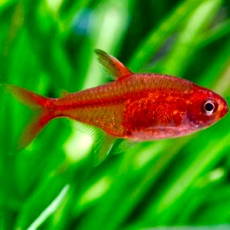 Hyphessobrycon amandae   Vuurtetra M
